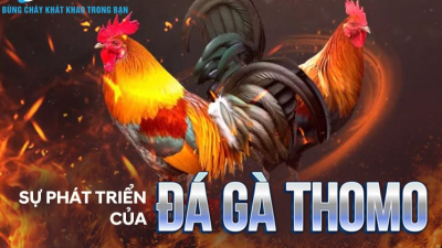 Hướng dẫn cách chơi đá gà Thomo ăn tiền chuẩn nhất